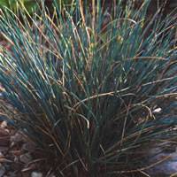 Ornamental grass seeds blue - grass,