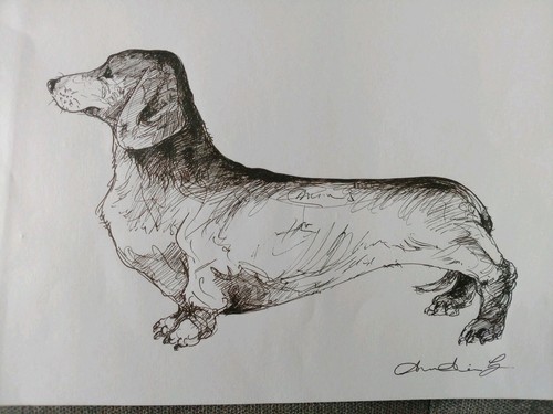 Dachshund ink drawing dog - drawing,