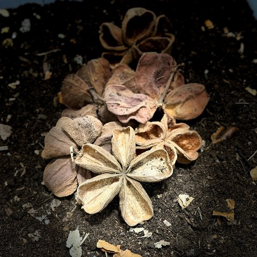Land lotus botanical natural - land,