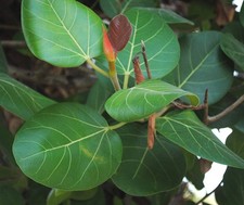 Ficus bengalensis | Banyan