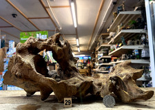 Derwen Oak Bogwood 21-40cm Dense Driftwood ideal for aquariums & vivariums