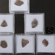 Fossil Dinosaur Egg Shell