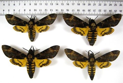 Sphingidae acherontia atropos - sphingidae,