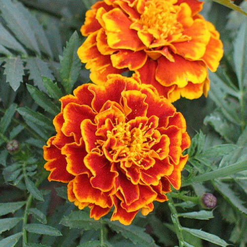 Sparky mix marigold seeds - mix,