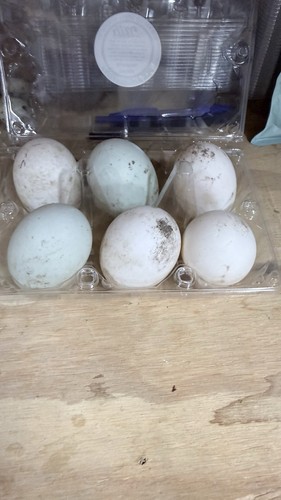Bym duck fertile hatching - duck,