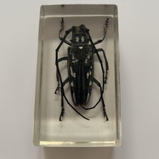 Real Life Asian Longhorned