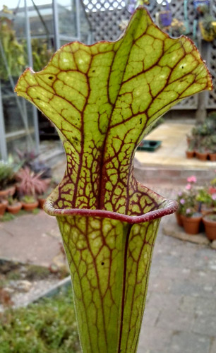 Sarracenia moorei plum - x, x