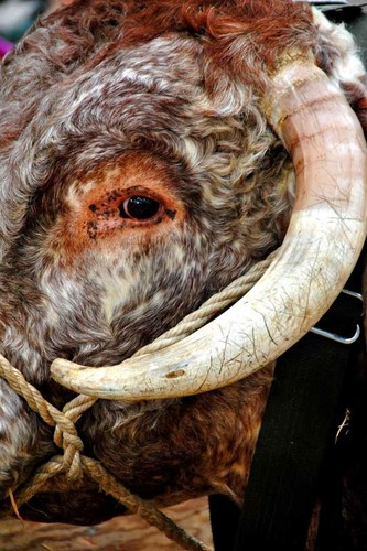 Pedigree english long horn - pedigree,
