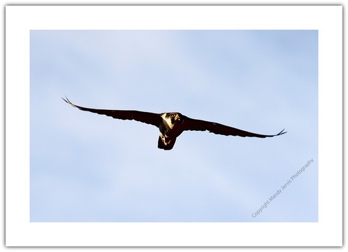 Peregrine falcon bird wildlife - bird,