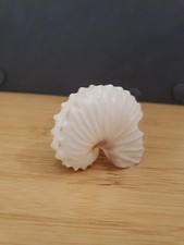 60mm Argonautidae Argonauta