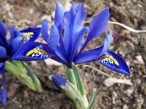 Iris reticulata harmony - x,