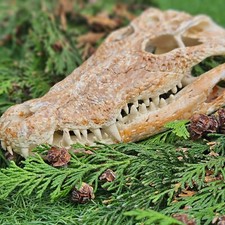 Crocodile skull