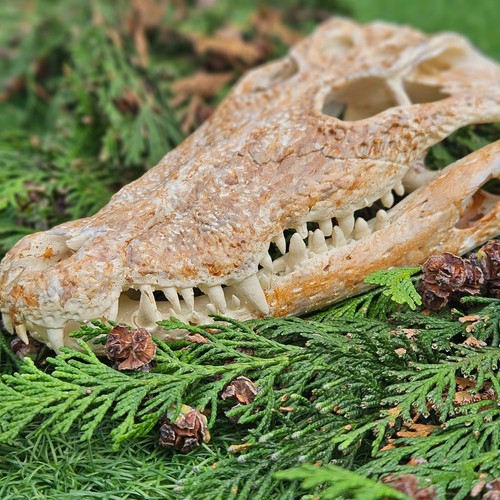 Crocodile skull