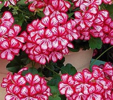 Ivy Geranium Trailing