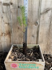 Scots Pine - Pinus sylvestris