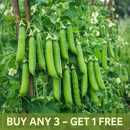 Vegetable seeds main - crop,