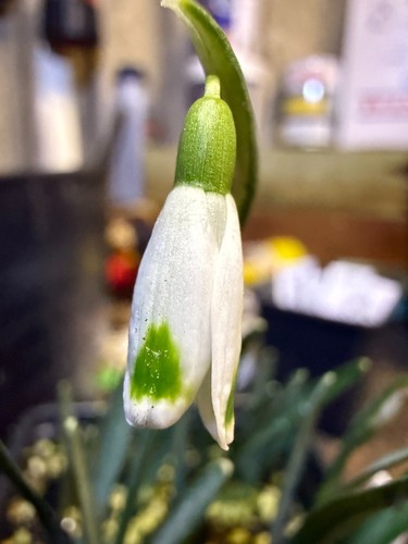 Galanthus gabbro snowdrop - gabbro, bulb