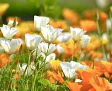 2500x California Poppy Single