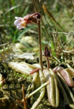 LUSITANIAN PINGUICULA -