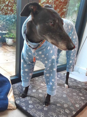 Stars starry fleece dog - stars,