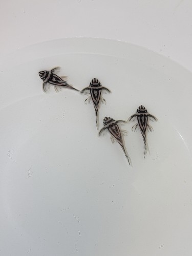 L046 zebra pleco - l046, 2.3”