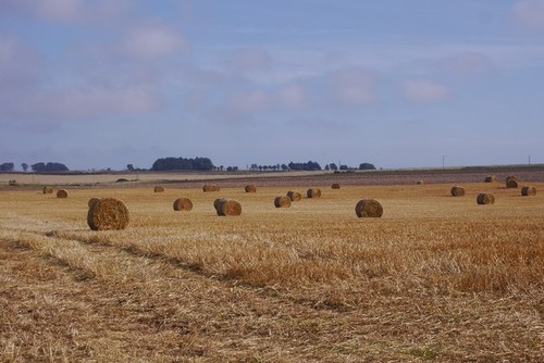 Photo 6x4 oat straw - oat, hodgeton