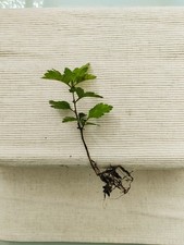 Hawthorn Tree Bareroot Whip -