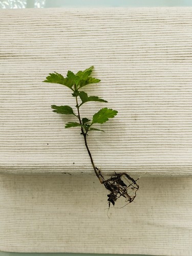Hawthorn tree bareroot - tree,
