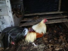 6+ GOLDEN DUCKWING large fowl