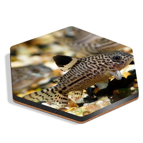Hexagon mdf coaster - cute, cory