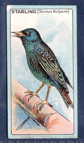 Starling original 1922 r j - 1922, r.j