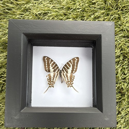 Mounted butterfly moth - mounted, butterfly/moth