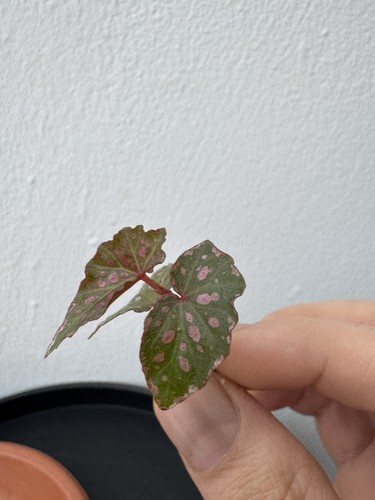 Rare begonia - 🦩🩷,