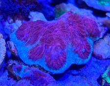 Rare Large Deep Red Aqua Rim Favia LPS Coral *Combine Post*