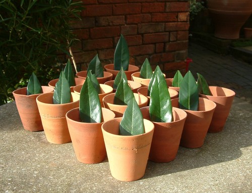 Vintage terracotta thumb pots - vintage, pots.