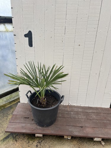 Hardy fan palm trachycarpus - hardy,