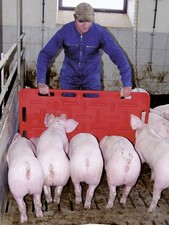 Pig Driving Board | Horses &