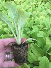 20 x Digitalis purpurea