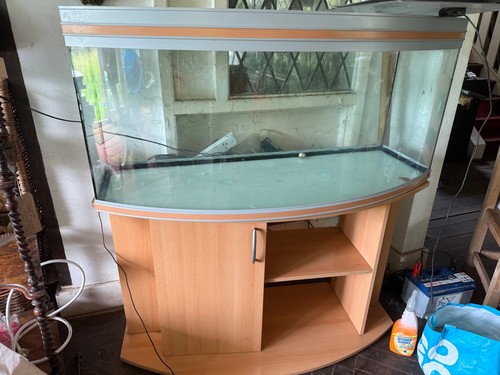 Fish tank - fish,