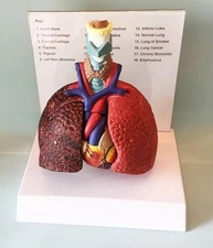 Life Size Human Lung Model