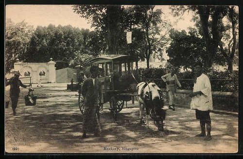 Hackney single horse - hackney,, single-horse