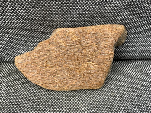 Fossil whale bone - fossil,