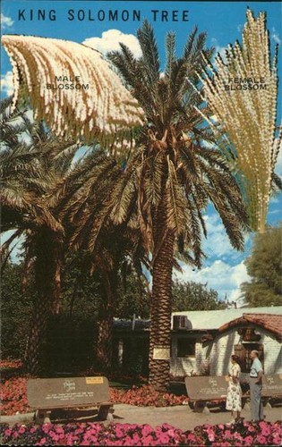 Coachella valley king - valley,