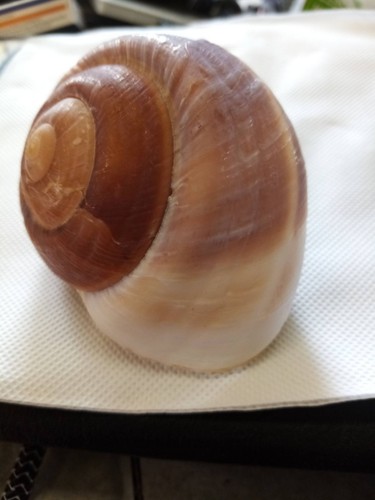 Muffin sea snail - muffin,