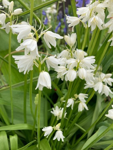 Twenty bulbs white bluebell - twenty,
