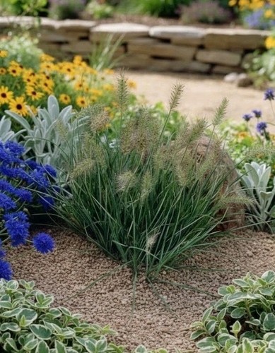 Pennisetum little honey - pennisetum, 'little