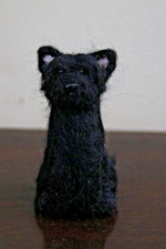 Border, Westie, Jack Russell