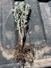 SAGEBRUSH Plants, 6-10 inches