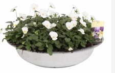 XXL White Viola Zinc Planter Cottage Garden Established Plant 36cm Diameter