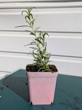 3× Rosemary Plug Plants | Bare Root | Homegrown UK | Fresh Culinary & Medicinal